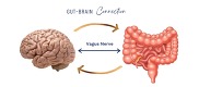 Vagus Nerve Connection between brain and gut