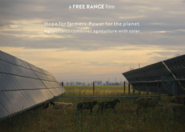 Solar panels and sheep in a field.