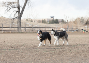 A bernese mountain dog and a husky walk through a dog park together