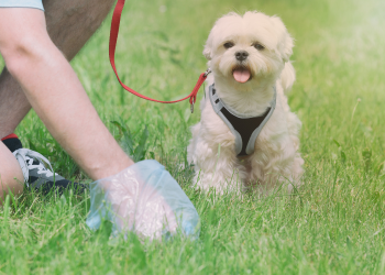 A person uses a blue plastic bag to pick up after a small fluffy white dog