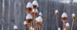Perennial, dormant for winter, covered in snow