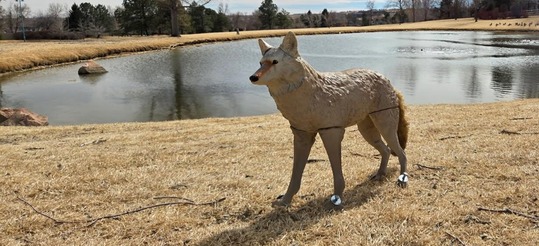 Coyote decoy siting next to a sidewalk and pond in Purple Park.