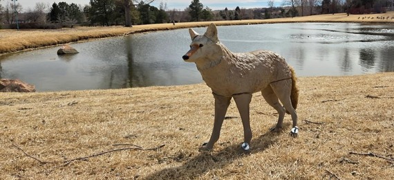 Coyote decoy siting next to a sidewalk and pond in Purple Park.