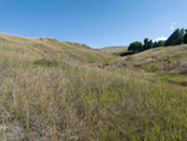 Grassy area in Coyote Ridge Open Space