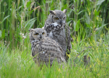 Two great horned owls in the wild in Superior