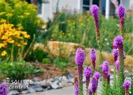 Tall purple flowers with a winding stone path in the backround, part of a water-wise garden. 