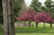 Pink, flowering trees in Superior's Purple Park