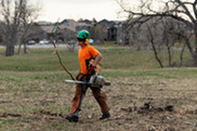 A person in a helmet and an orange shirt carries a chainsaw and a branch