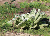 Mullein and other noxious weeds growing in a grassy area