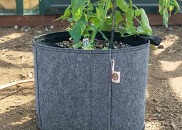Tomato plant growing in a gray reusable grow bag.