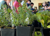 container-garden
