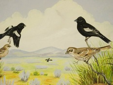 Lark illistration.