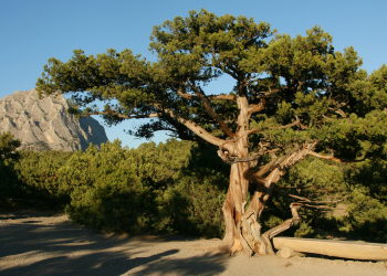 A juniper tree in front of the blue sky and a mountain