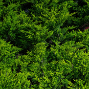 Juniper