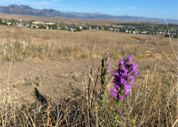 Purple dotted gayfeather blooming in open space in Superior