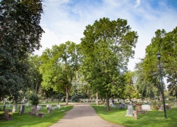 A gravel road in a cemetery with large mature trees flanking either side.