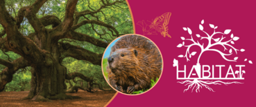 Tree, Butterfly, and Beaver 