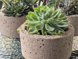 Succulent in a planter 