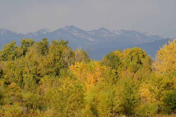 Leaves changing in Weld County