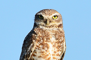 Burrowing Owl