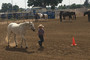 Clarissa Lorton leads her horse in the halter class