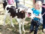 A little girl with her bucket calf