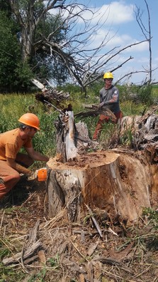 Members of the crew working on a tree
