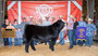 People standing around a grand champion beef cow at the Weld County Fair.