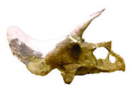 The frill of Pops the Triceratops.