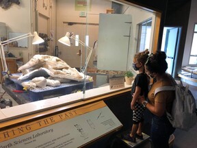 Fossils from Pops on display in the Denver Museum Nature of Science lab window.