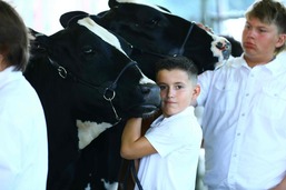 A boy confidently showing a dairy cow.
