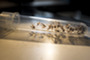 Mosquitoes in a tube.
