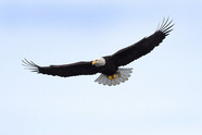 A bald eagle flying through the air.