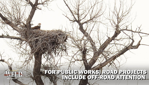 A bald eagle in a nest. Text reads: "For Public Works, road project include off-road attention."