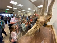 People looking at the display of Pops the Triceratops. The fossil was discovered in 1986 and is Weld County's official mascot.