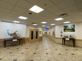 The Pops fossil sitting in the lobby of the Weld County Administration Building,