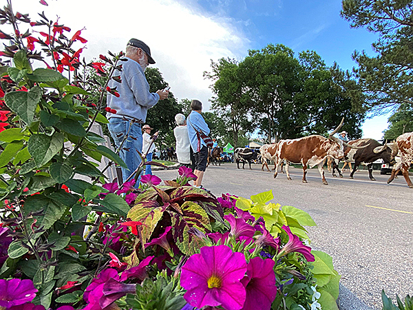 Longhorns walking along a street while people watch and take videos.