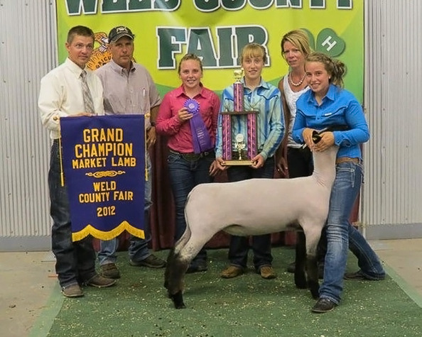 Kayla Frink showing her grand champion market lamb at the Weld County Fair. 