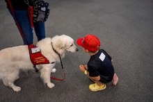 Scout the dog with a child.