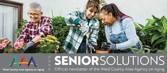 Three older woman gardening