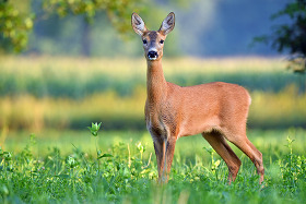 A female deer in a field.