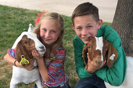 Two kids hold goats at the Weld County Fair.