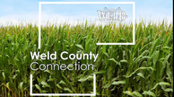 A field of corn with the Weld County logo and county shape over the image and the words "Weld County Connection"