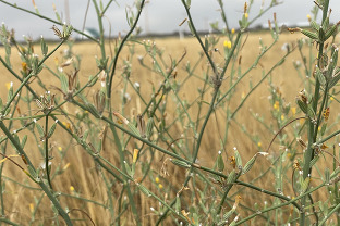 A close-up of rush skeletonweed