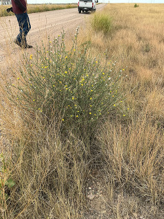 Rush skeletonweed on the side of a road. 