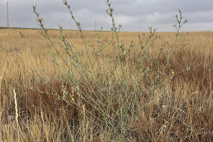 Rush skeletonweed in a field.