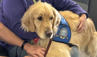 comfort dog