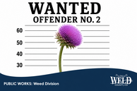 A close-up of musk thistle in a mugshot or "wanted" frame. 