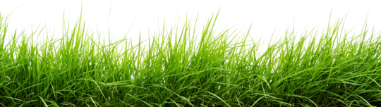 Grass