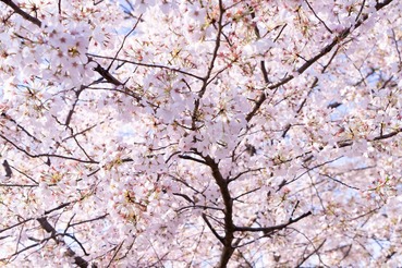 Cherry Blossoms